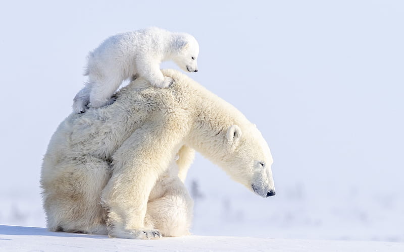 polar bears, mother and cub, cute animals, wildlife, snowdrifts, bears, winter, Ursus maritimus, HD wallpaper