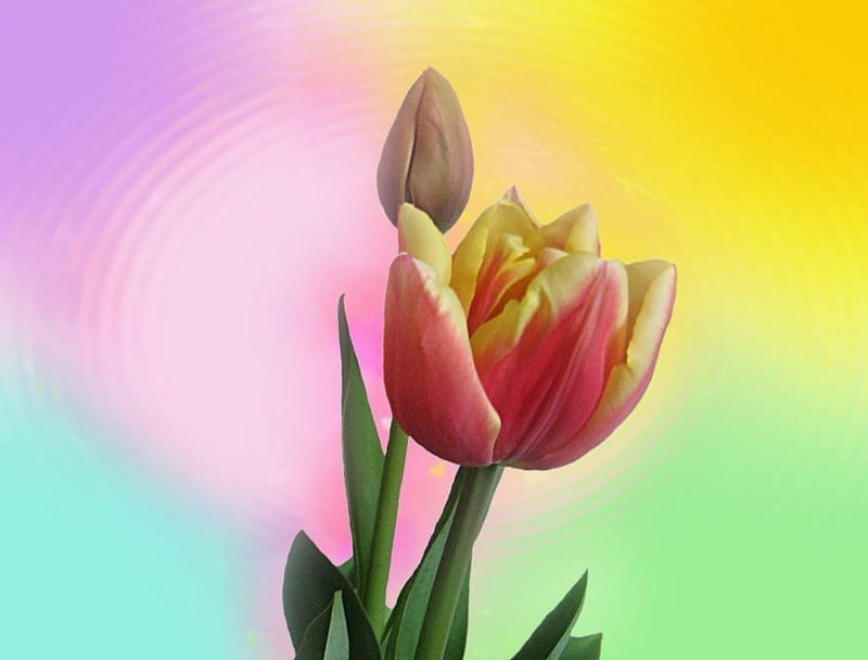 Rainbow Tulips, flower, rainbow background, bud, tulip, HD wallpaper