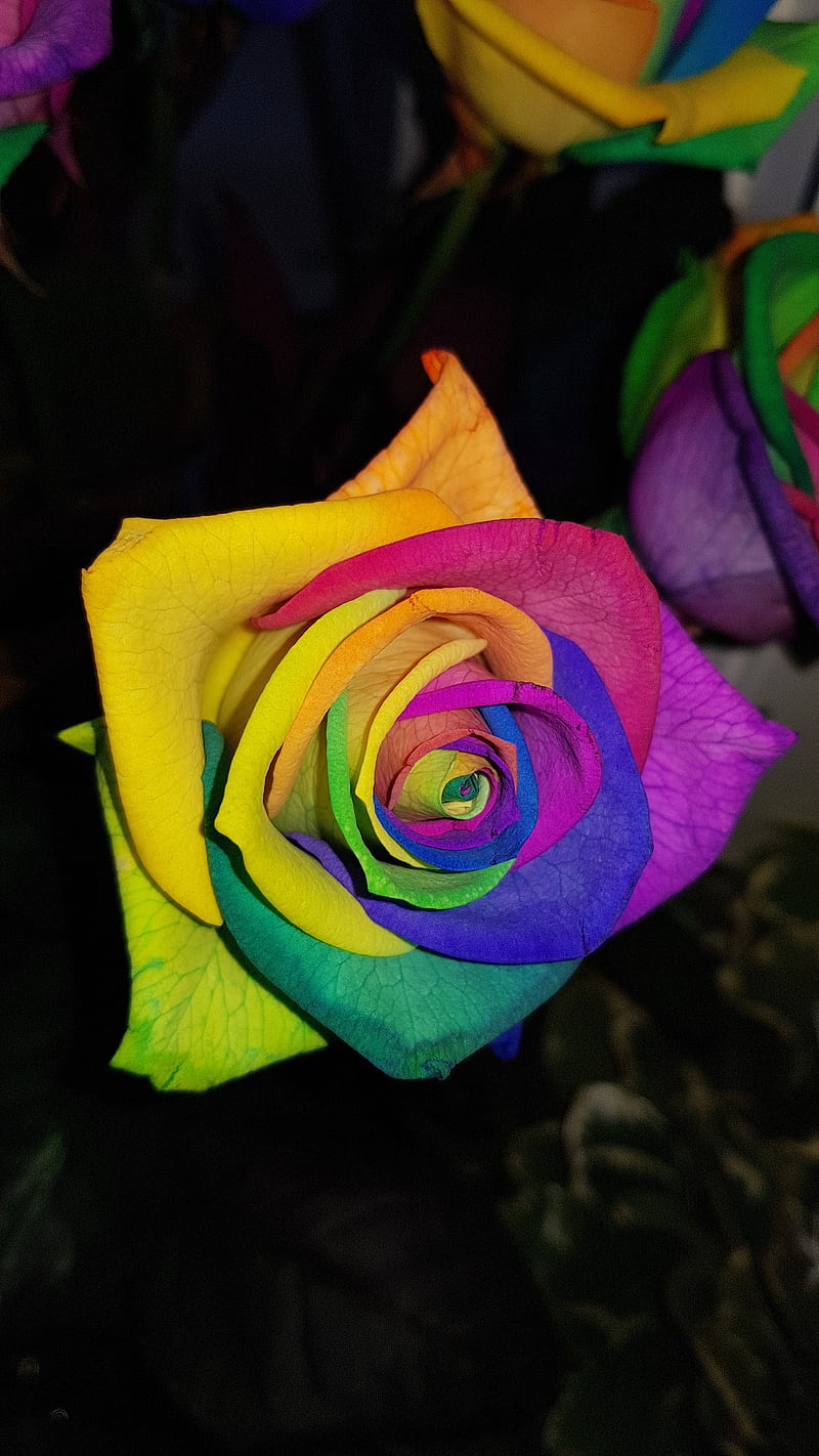 Rainbow Rose, rose, rainbow, flowers, colors, new, , nature, original,  love, HD phone wallpaper | Peakpx