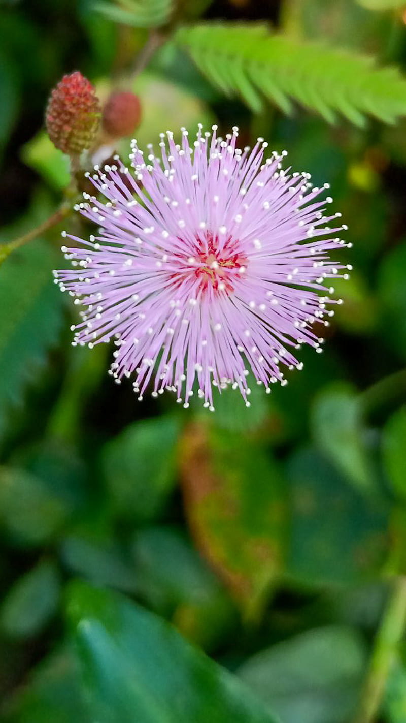 Mimosa Pudica, CharredBee, Flower, Grass, Green, Macro, Pink, HD phone wallpaper