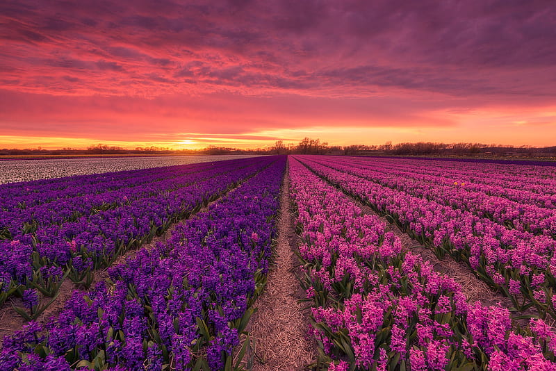 Dutch Flower Fields, dutch, flowers, nature, sunset, landscape, field, HD wallpaper