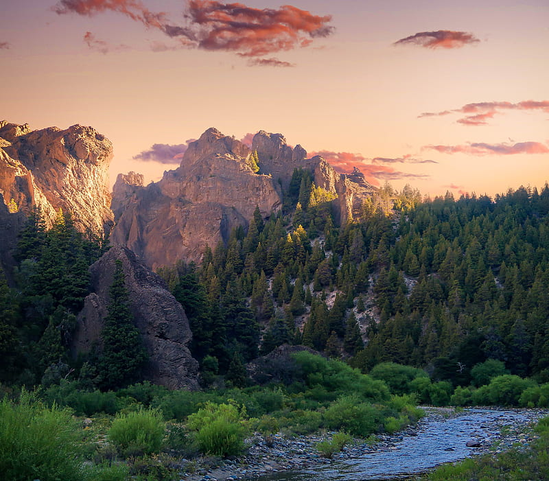 Field of Trees, HD wallpaper | Peakpx