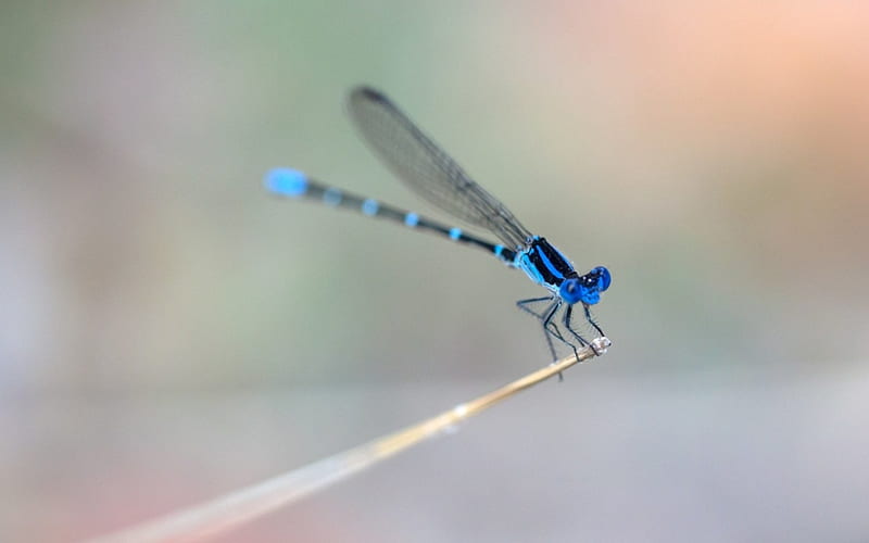 Dragonfly, insect, wings, blue, HD wallpaper