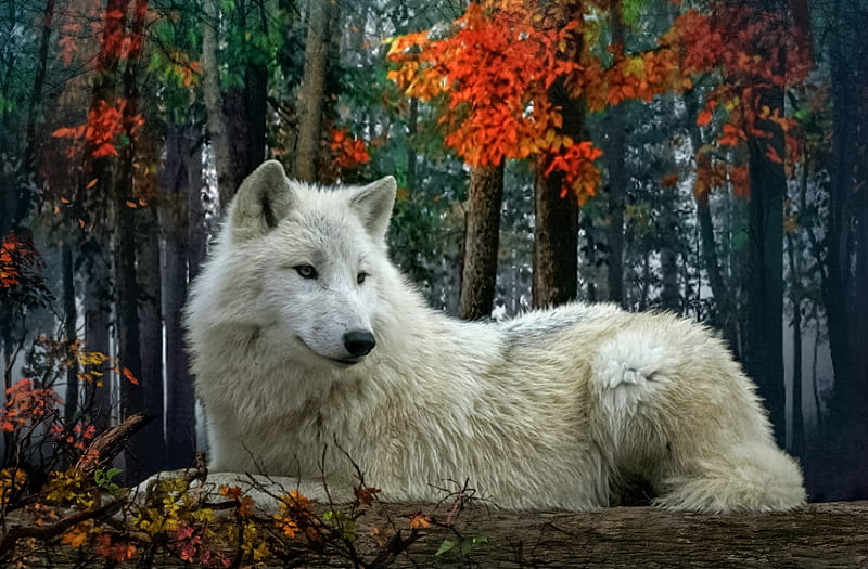 Autumn peace, WOLF, alone, WHITE, HD wallpaper
