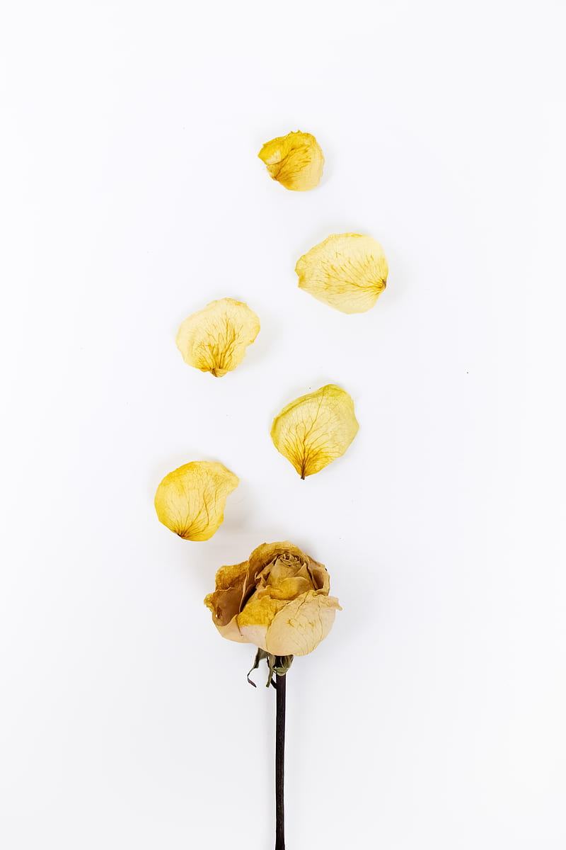 rose, flower, petals, dry, yellow, HD phone wallpaper