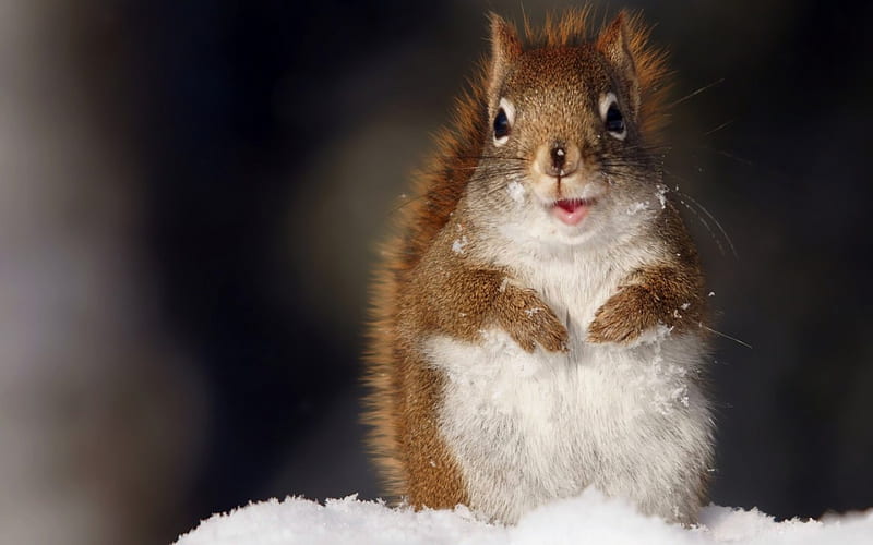 Happy squirrel, cute, squirrel, snow, smile, white, happy, animal, winter, HD wallpaper