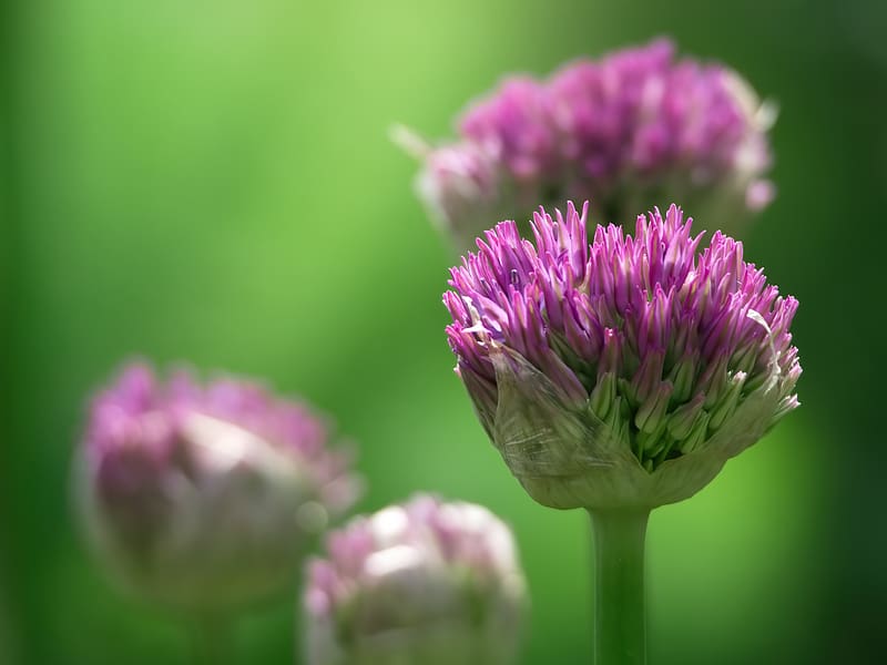 chives, inflorescence, flowers, macro, HD wallpaper