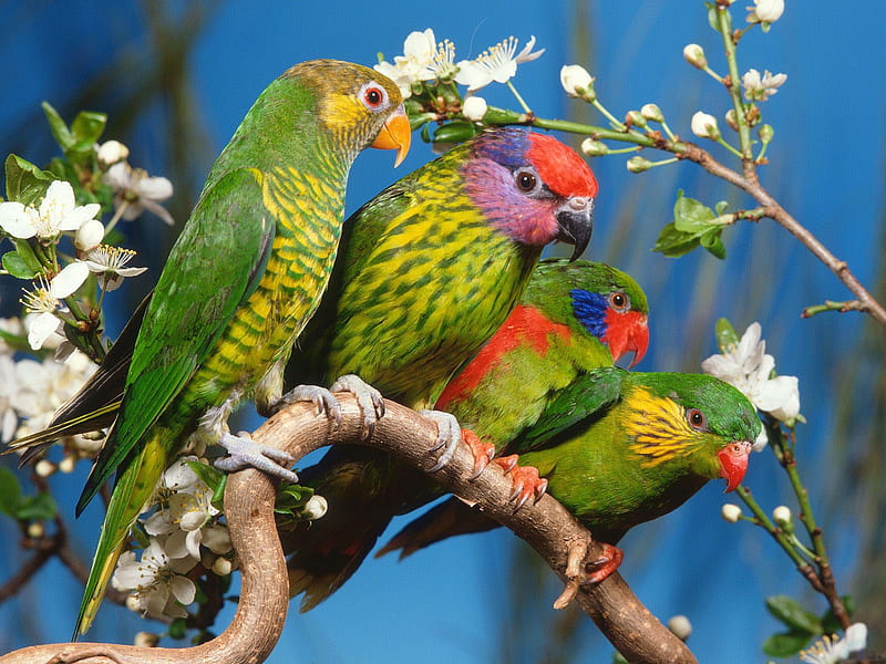 birds, buggies, colorful, colorful lorikeets, colors, small parrots, flat tails, green, flower, flowers, nature, animals, HD wallpaper