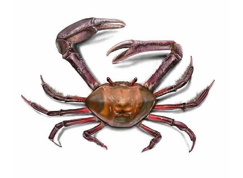 Crab, decaoda, Crustacean, Carcinology, Zoology, HD wallpaper