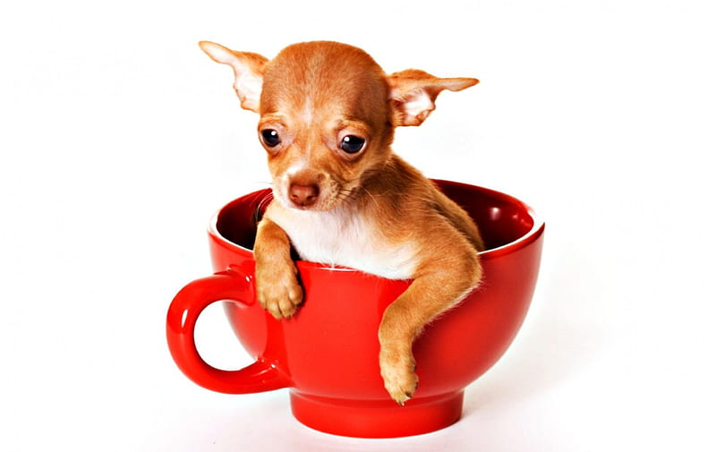 Good morning!, cute, red, Chihuahua, cup, funny, white, puppy, animal, HD  wallpaper | Peakpx