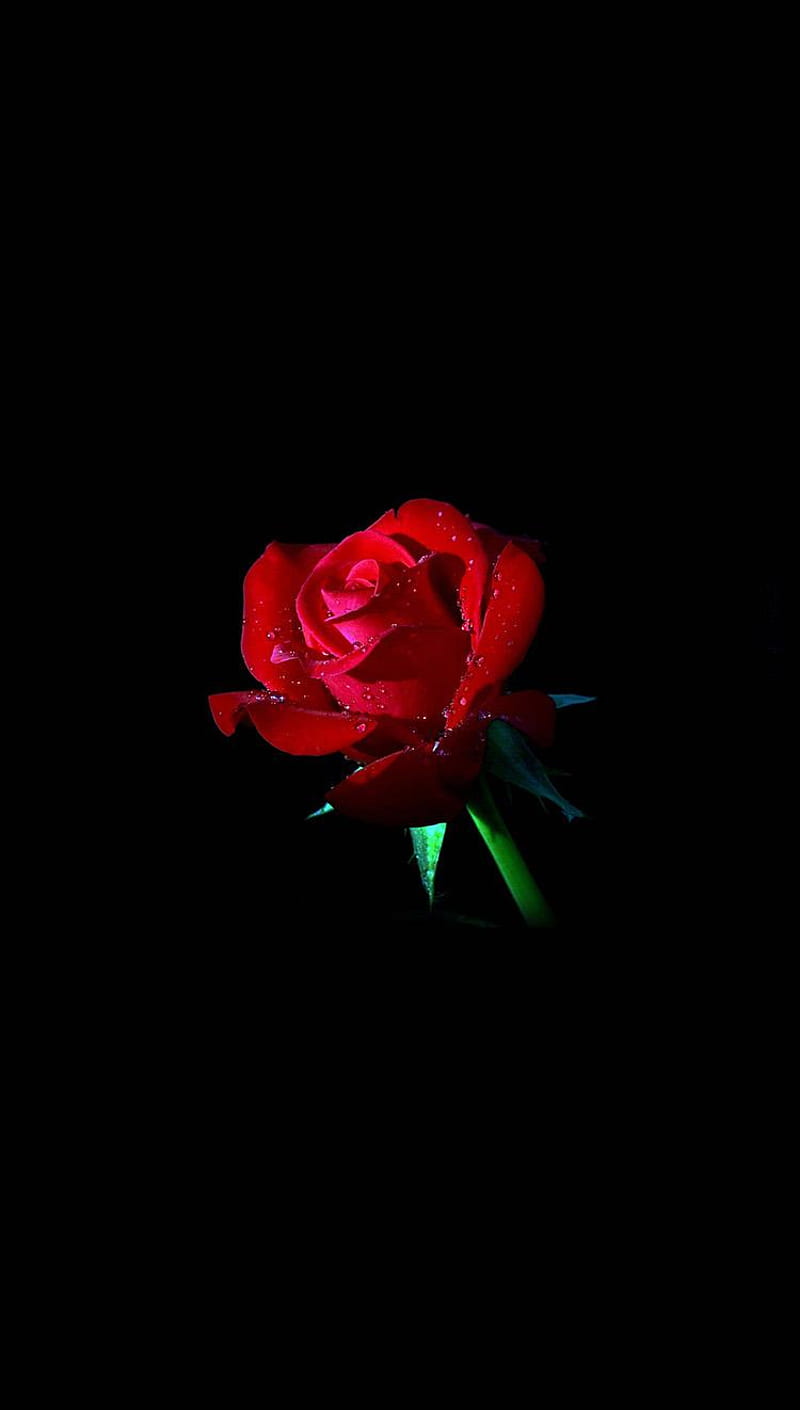 Red Rose, dark, flowe, HD phone wallpaper