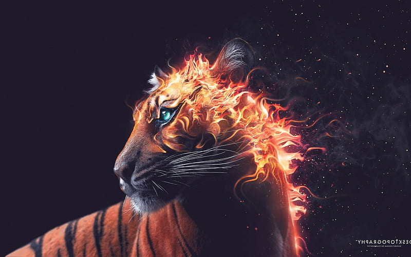 Tiger Fire Graphics, graphics, artist, tiger, predator, art, digital-art, HD wallpaper