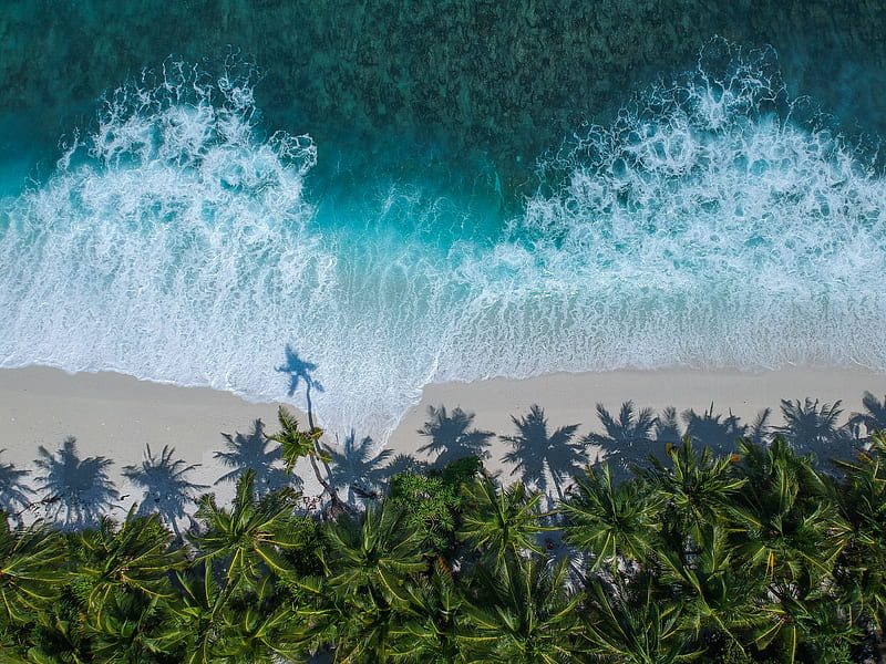 white wave breakers in white sand beach lined with coconut palm trees, HD wallpaper