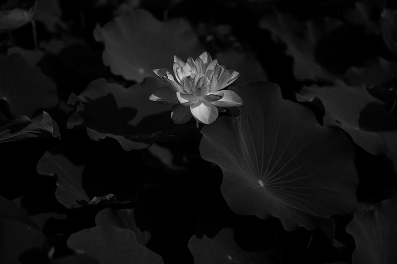 lotus, water lily, bw, flower, dark, HD wallpaper