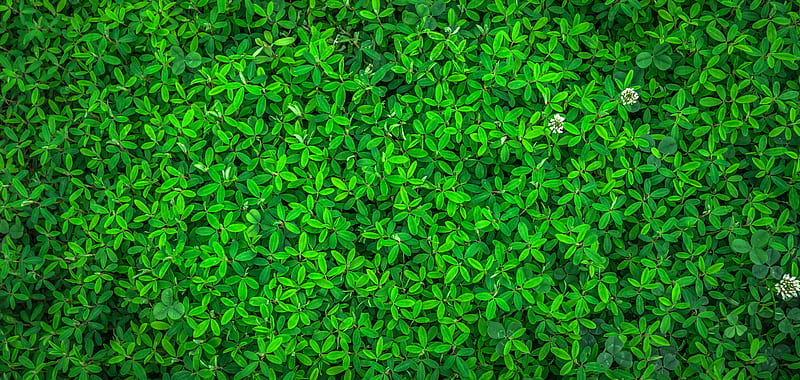 green, foglia, foglie, lives, livs, nature, piante, plant, plants, trefoil, trifoglio, HD wallpaper