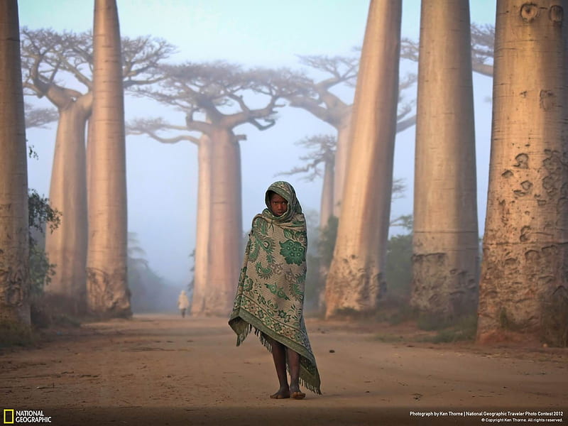 Lost in Time An Ancient Forest-National Geographic, HD wallpaper