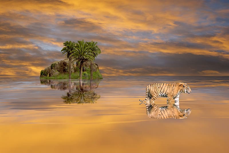 Tiger, big cat, oranfe, water, tree, animal, orange, pisici, reflection, yellow, nature, HD wallpaper