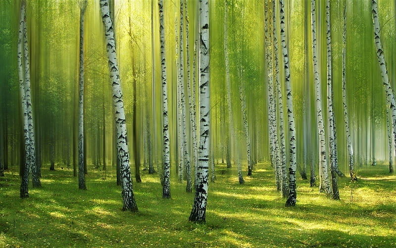 Birch-Forest, tree, Forest, grass, flower, Birch, Nature, HD wallpaper
