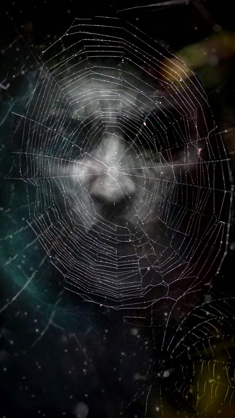 Caught, Halloween, Into, catch, face, horror, spider, trap, web, HD phone wallpaper