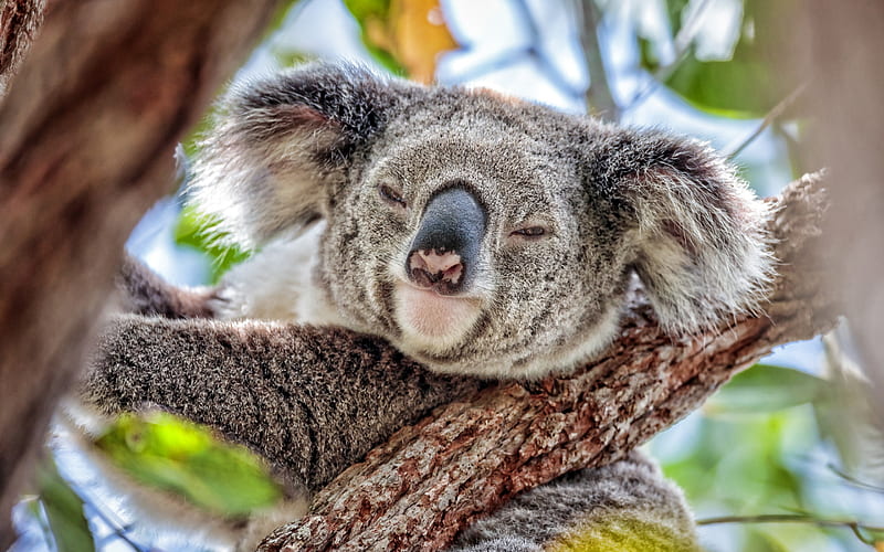 koala, bokeh, cute animals, Koala on tree, wildlife, funny animals, Koala, Phascolarctos cinereus, HD wallpaper
