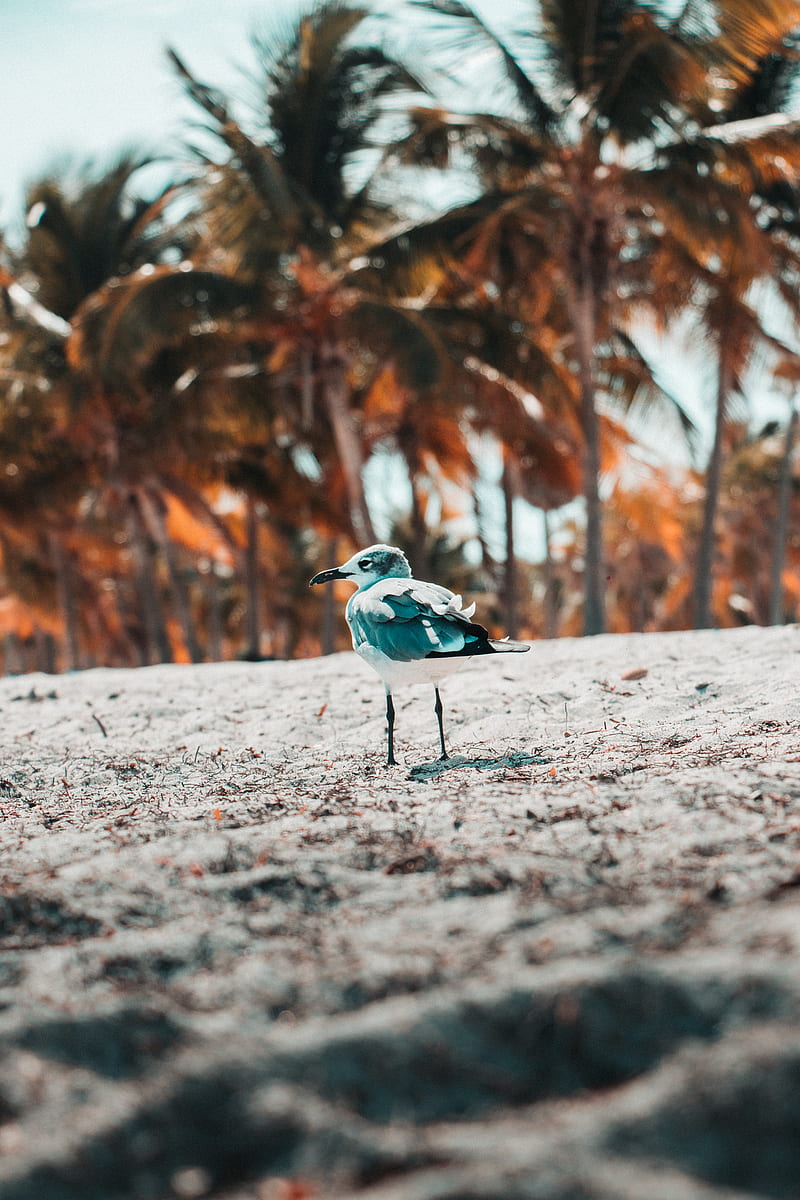 seagull, bird, sand, blur, HD phone wallpaper