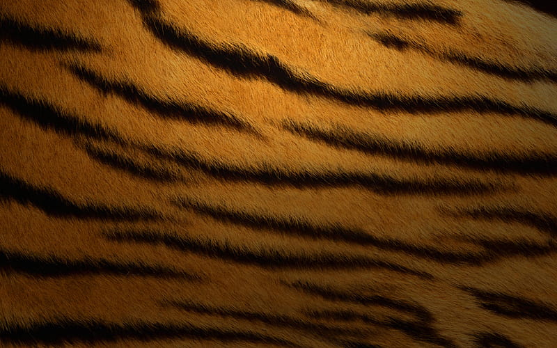 A Tiger's Pattern, wild cats, feline, tiger stripe, HD wallpaper | Peakpx