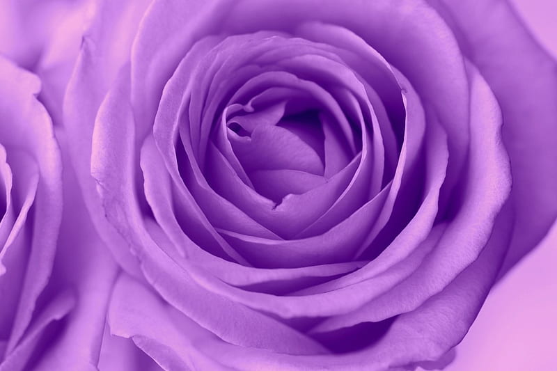 Roses, lilac, purple, rose, macro, flower, skin, pink, HD wallpaper