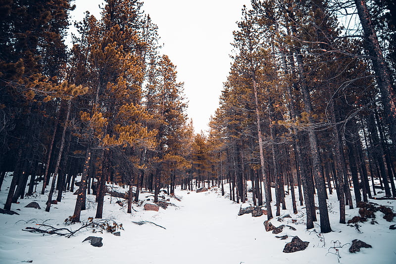forest, snow, trees, winter, nature, HD wallpaper