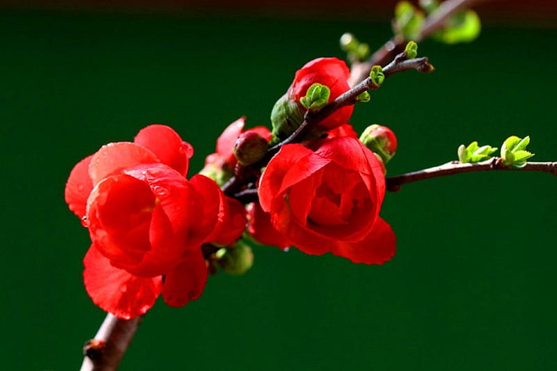 Flowering, red, tree, twig, nature, spring, beginning, other, HD wallpaper