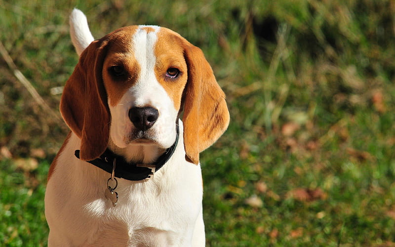 Beagle close-up, pets, puppy, dogs, cute animals, Beagle Dog, HD wallpaper