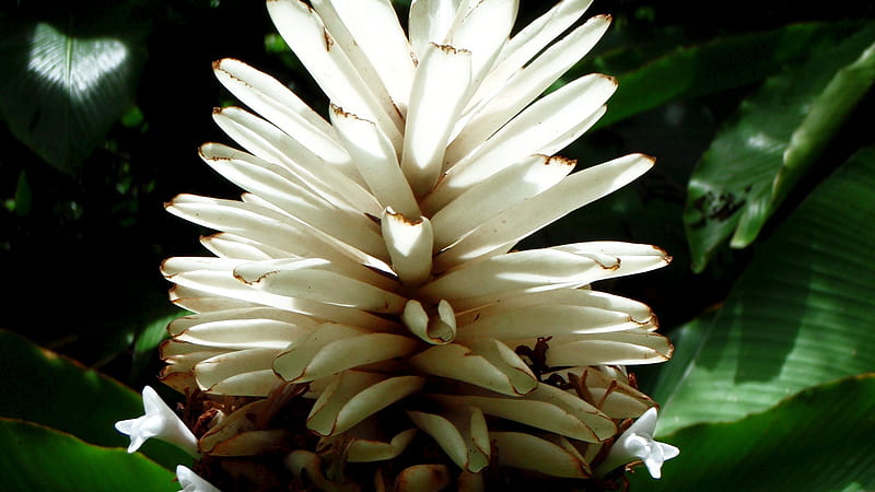 Flores exóticas blancas hermosas flores, Fondo de pantalla HD | Peakpx