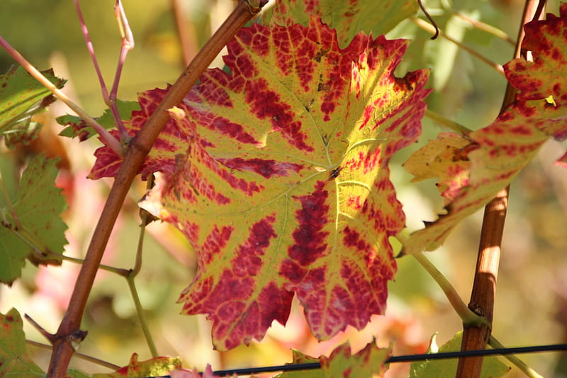 Homeland 7, sunny, autumn, coloured, grapevine leaves, HD wallpaper