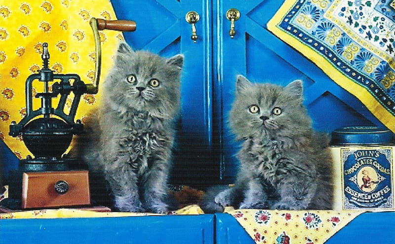 Two kitttens, kittens, coffee grinder, cute, paws, HD wallpaper