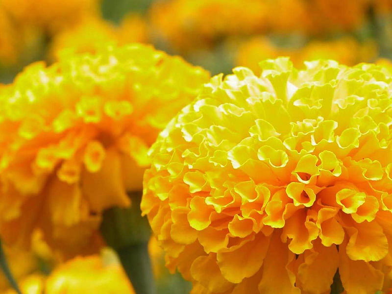 Marigold, flowers, yellow, nature, petals, HD wallpaper