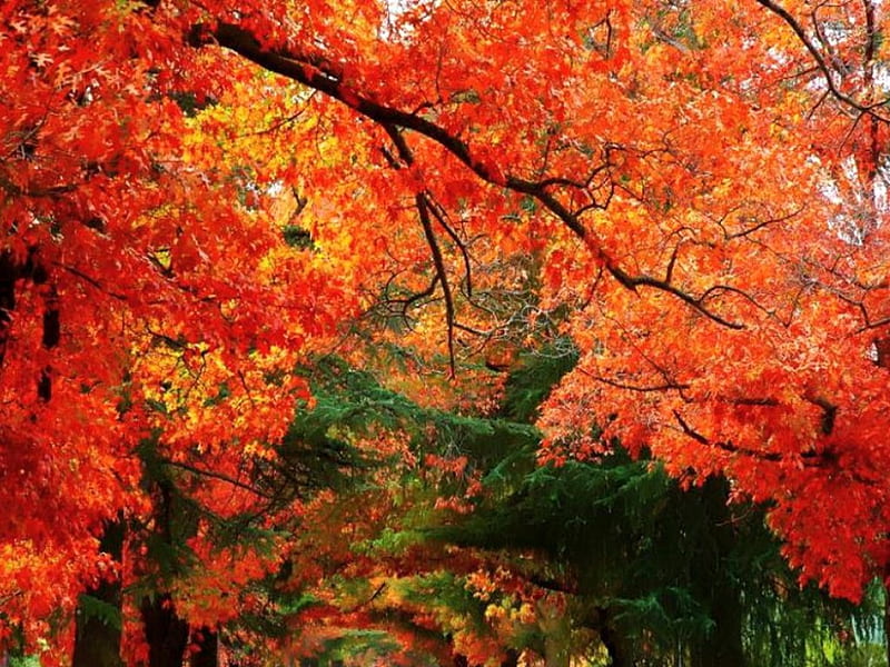 Autumn boughs, autumn, green, orange, color, walk way, trees, HD wallpaper