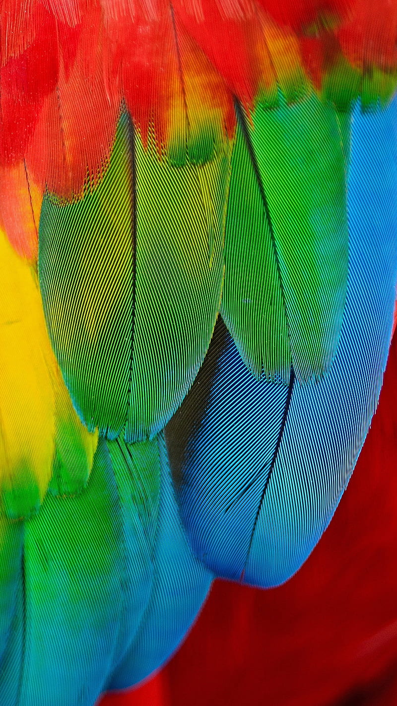 Feathers, bird, colorful, colors, macaw, HD phone wallpaper