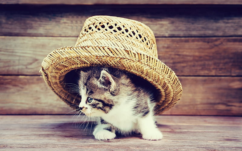 Kitten, straw hat, cute animals, little cat, HD wallpaper