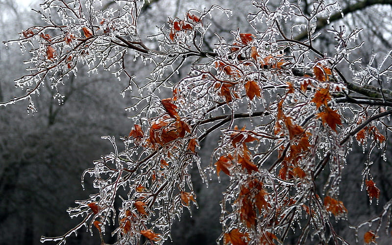 japanese maple, pretty, wet, winter, cold, tree, graphy, ice, beauty, nature, season, frozen, HD wallpaper