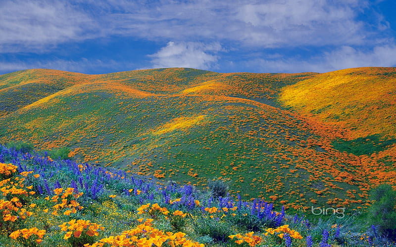 Spring wildflowers bloom all over the Antelope Valley California, HD wallpaper