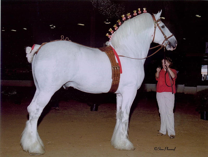 Huge White Shire, draft horse, shire, white, huge, horses, HD wallpaper