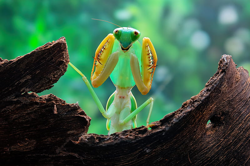 Insects, Praying Mantis, HD wallpaper