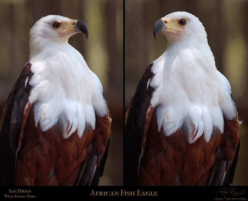 African Fish Eagle jpg., bird, head, fish, african, eagle, birds, white, animals, HD wallpaper