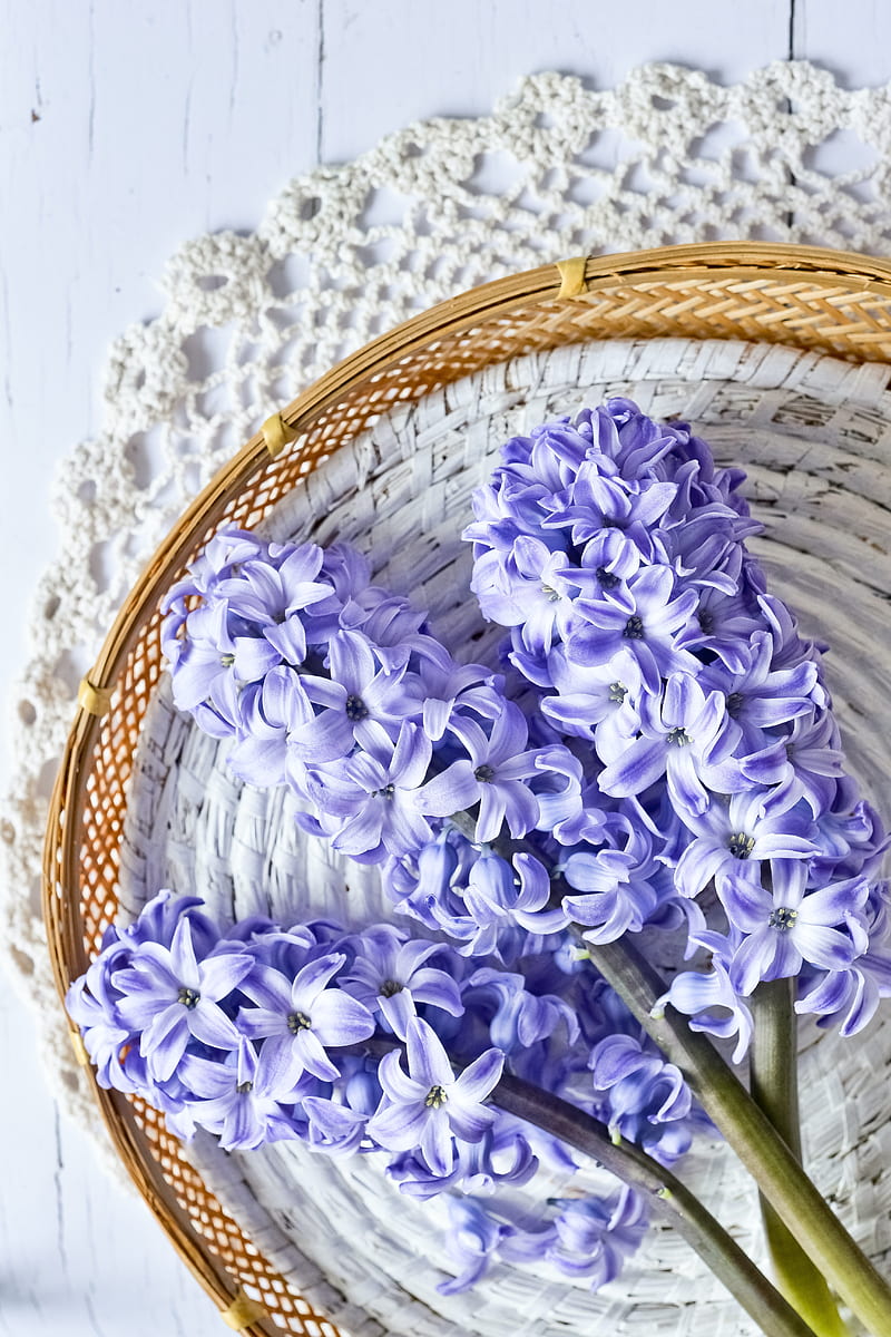 hyacinth, flowers, bouquet, purple, HD phone wallpaper