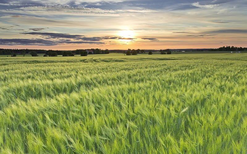 A sea of wheat fields, farms, sunset, fields, green, HD wallpaper | Peakpx