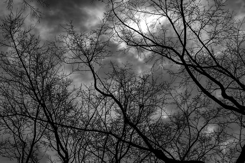 branches, bw, trees, sky, gloomy, clouds, HD wallpaper