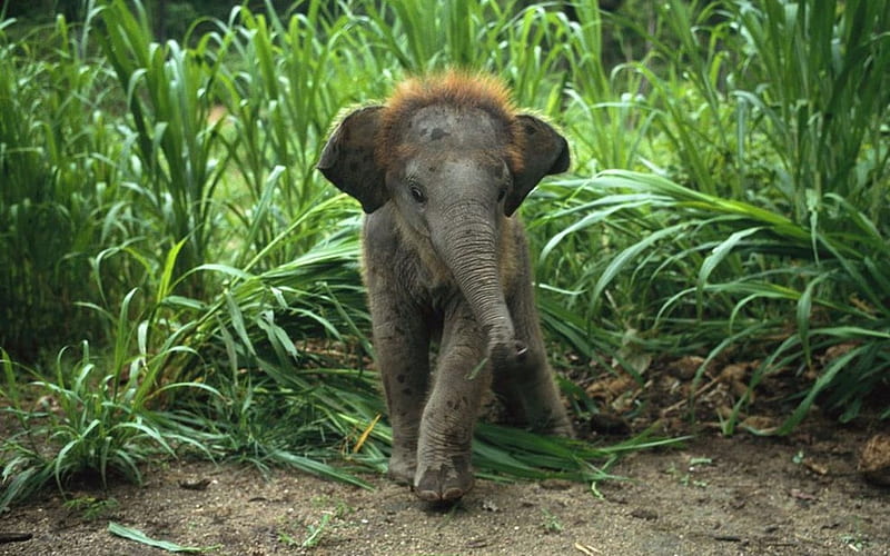Asian Elephant Baby, baby, elephant, Asian, plants, HD wallpaper