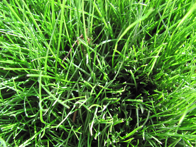 grass close up, summer, blades, green, grass, HD wallpaper