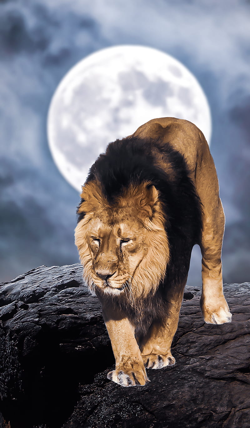 KING LION, animals, cloud, moon, night, sky, smoke, tiger, HD phone wallpaper
