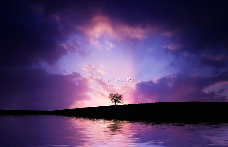 Nature, Trees, Sunset, Sky, Lake, Light, Silhouette, Bird, Tree, , Colors, Purple, Cloud, Lonely Tree, HD wallpaper