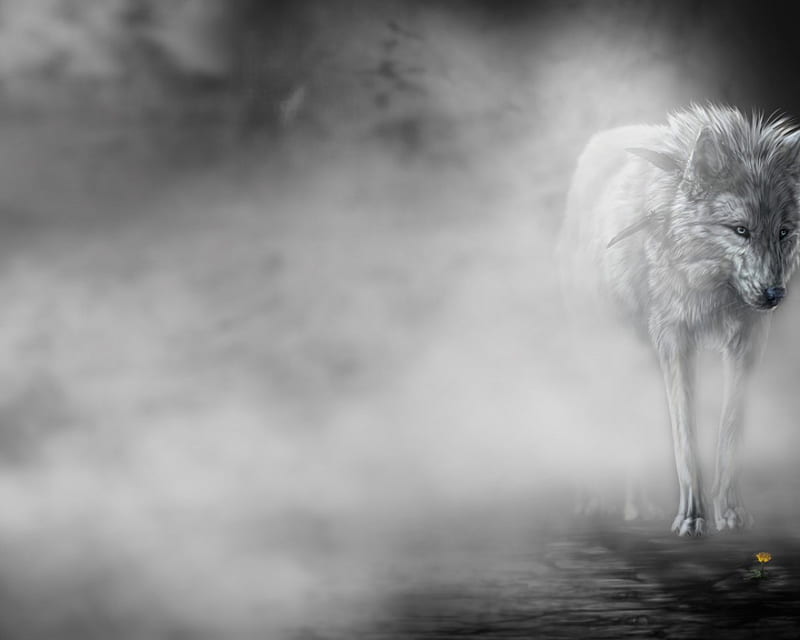 The-wolf, arctic, black, abstract, mist, animal, canis lupus, quotes ...